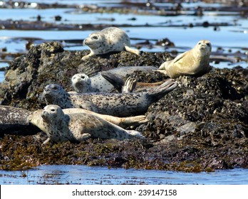 Harbor Seals Hauled Out