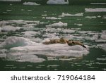 Harbor Seals on a LeConte Glacier Ice Flow. Harbor Seals and their pups are always viewed here on the icebergs "sunning" themselves in LeConte Bay, Alaska.