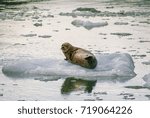 Harbor Seals on a LeConte Glacier Ice Flow. Harbor Seals and their pups are always viewed here on the icebergs "sunning" themselves in LeConte Bay, Alaska.