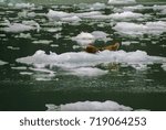 Harbor Seals on a LeConte Glacier Ice Flow. Harbor Seals and their pups are always viewed here on the icebergs "sunning" themselves in LeConte Bay, Alaska.