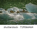 Harbor Seals on a LeConte Glacier Ice Flow. Harbor Seals and their pups are always viewed here on the icebergs "sunning" themselves in LeConte Bay, Alaska.