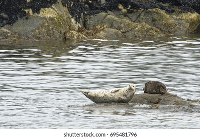 Harbor Seals On Rocks In Misty Fjords