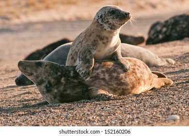 Harbor Seals Plays Togehter On Sandy Beach