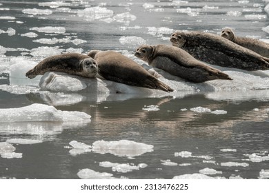 Harbor seals resting on ice in john hopkins inlet, glacier bay.