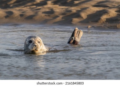 Puerto de focas para tomar el sol en una playa de la Baie d'Authie en Francia