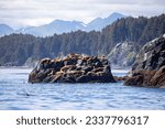 Harbor seals sunning on rocky island off coastal Kodiak Island, Alaska.