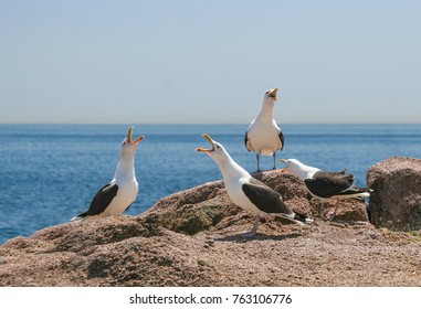 Harbor Shot Quartet - Four Seagulls Squawk In Unison And Seem Like A Barber Shop Quartet. Kettle Island, Magnolia, Gloucester, Massachusetts, USA. 