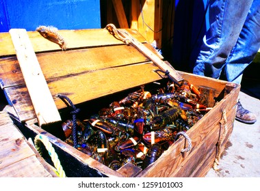 Neil’s Harbour, Cape Breton Island, Nova Scotia, Canada, Lobster Catch, June 25, 1997