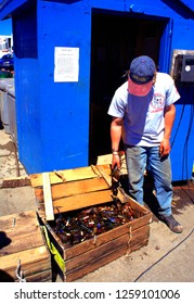 Neil’s Harbour, Cape Breton Island, Nova Scotia, Canada, Lobster Catch, June 25, 1997