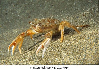 Harbour Crab (also Known As Swimming Crab) On Sandy Sea Bed