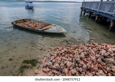 Harbour Island, Eleuthera, Bahamas - July 2019: Discarded Conch Shells In The Bahamas. Conch Is A Staple And The National Dish Of The Bahamas, Used In Salads, Stew And Fritters.