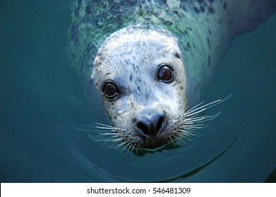 A Harbour seal looking straight into the camera while in the water offshore at a beach 