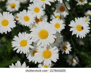 Hard To Beat The Simple Pleasure Of A Clump Of Daisy (Leucanthemum Vulgare) In A Garden In Ottawa, Ontario, Canada.