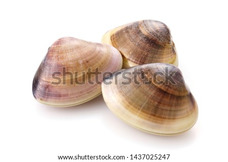 Hard clam on white background