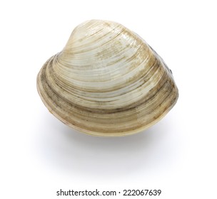 Hard Clam, Quahog Isolated On White Background