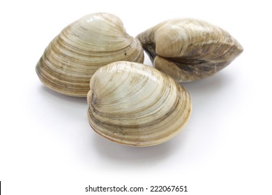 Hard Clam, Quahog Isolated On White Background