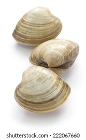 Hard Clam, Quahog Isolated On White Background