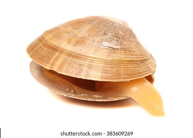 Hard Clam, Quahog Isolated On White Background