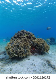 Hard Coral Formation With Reef Fish. Cozumel, Mexico. Caribbean Sea