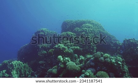 Hard corals colony Porites, tropical fish swim above top of coral reef in sun rays, Red sea, Safaga, Egypt