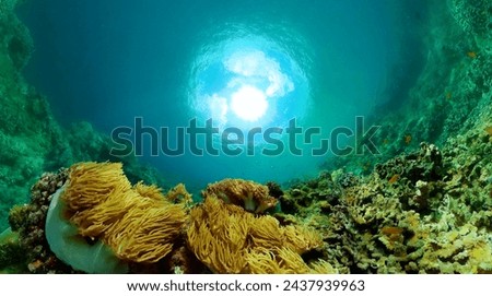 Hard corals and soft corals under the sea. Reef and tropical fish underwater.