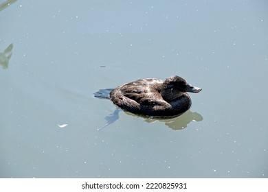  A Hard Head Duck Swimming In The Lake