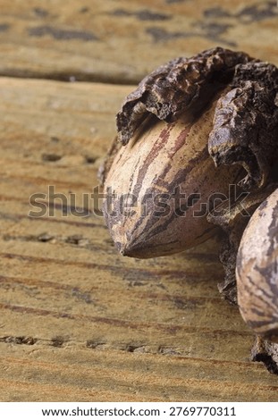 HARD RIPE PECAN NUT WITH MANGLED DRY EXOCARP