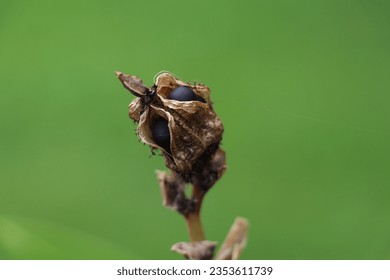 hard round black canna seeds showing inside a shriveled seedpod