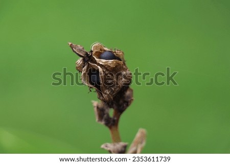 hard round black canna seeds showing inside a shriveled seedpod
