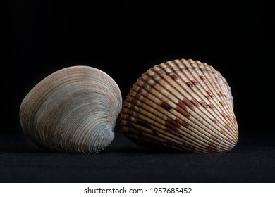 GIANT Heart Cockle seashell