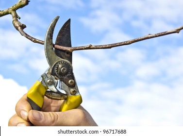 Hard At Work Pruning Apple Tree In The Spring