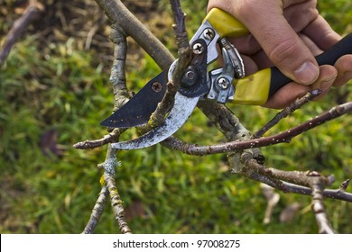 Hard At Work Pruning Apple Tree In The Spring