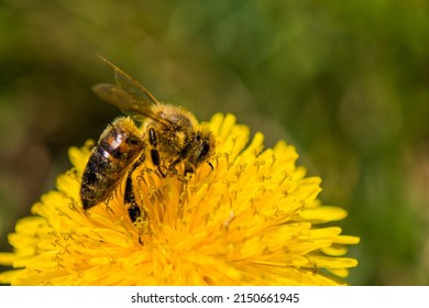 Hard working bee collecting pollen from a bright yellow dandelion flower.