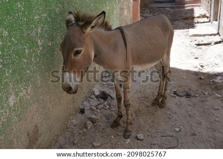 Hard working donkey on Lamu resting in the shade, Kenya