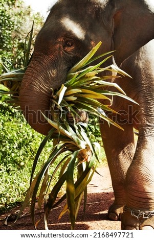 The hard working elephants of Thailand. Side-view of an Asian elephant carrying leaves.