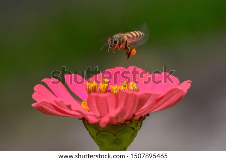 Similar – Bee flight, bee and poppy