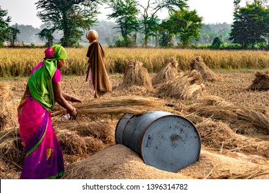 Hard Working Indian Woman Farmer wearing Saree, and working in her fields in the harvest season and is winnowing wheat grains from the Chaff in Traditional way. Women Empowerment and Gender Eqality. - Shutterstock ID 1396314782