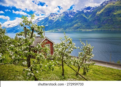 Hardanger Fjord In May, Norway