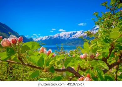 Hardangerfjord In Norway