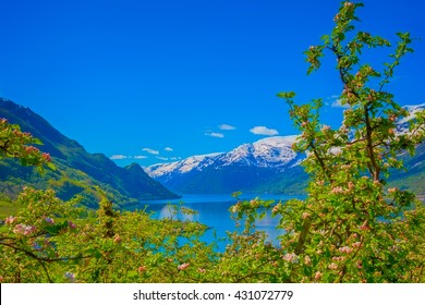 Hardangerfjord In Norway