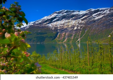 Hardangerfjord In Norway