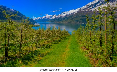 Hardangerfjord In Norway