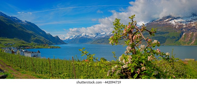 Hardangerfjord In Norway