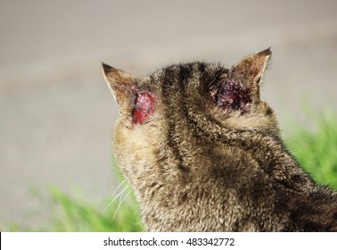 Cat Scabies Images Stock Photos Vectors Shutterstock