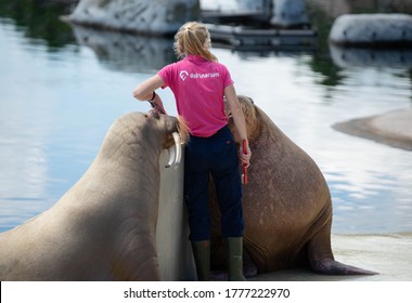 Harderwijk Netherlands 15 July 2020 Female Trainer Checking Health Of Walrus Teeth With A Toothbrush 