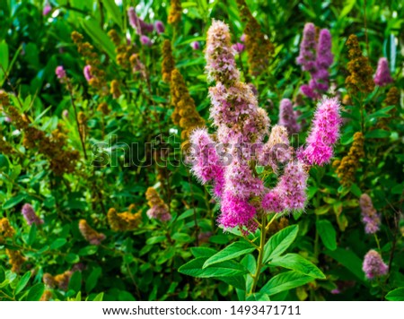 Hardhack steeplebush with colorful flowers in bloom, tropical plant specie from America, Ornamental garden flower, nature background