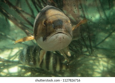 Hardhead Catfish Images Stock Photos Vectors Shutterstock