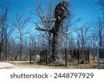 Hardin County, Tennessee, United States- March or April 1959: View of the aged and dying witness tree that Confederate general Albert Sidney Johnson died near in 1862 during Civil War Battle of Shiloh