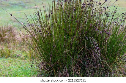 Bulrush tallo duro la