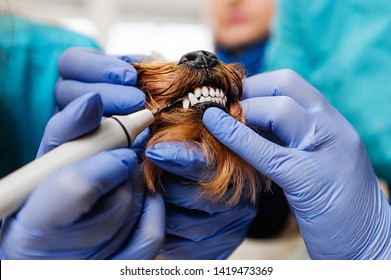 Hardware cleaning teeth of dogs from tartar